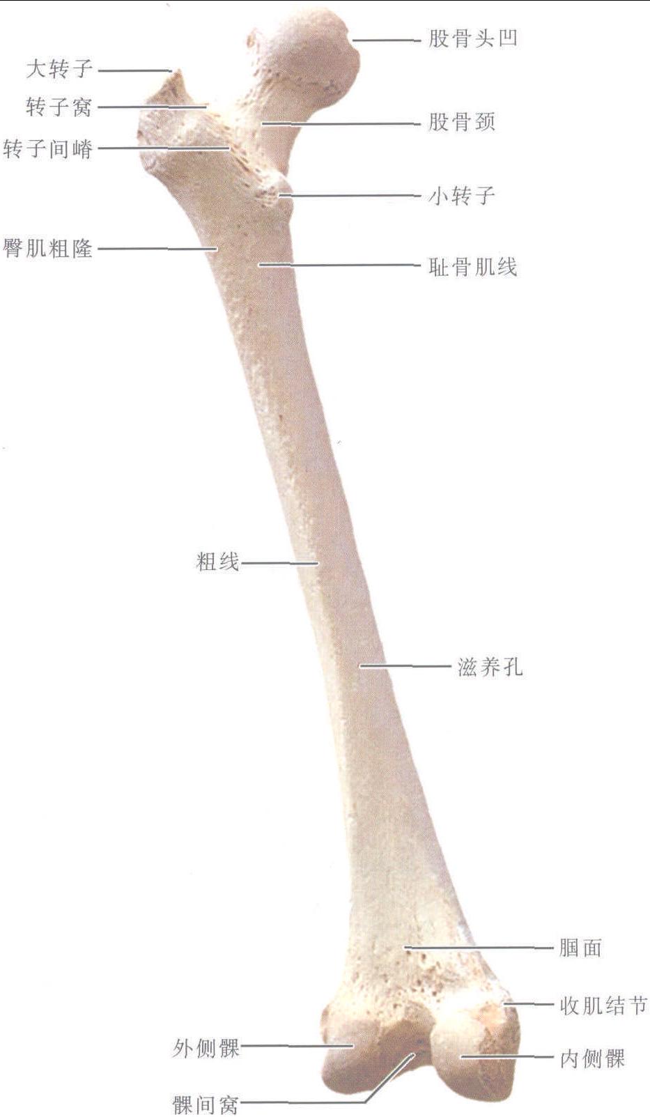 圖1-1-38 股骨